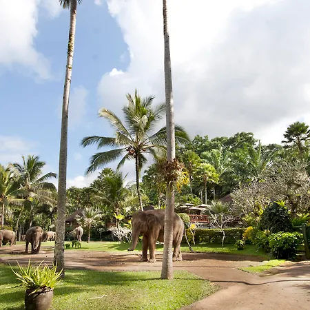 Mason Elephant Lodge-2