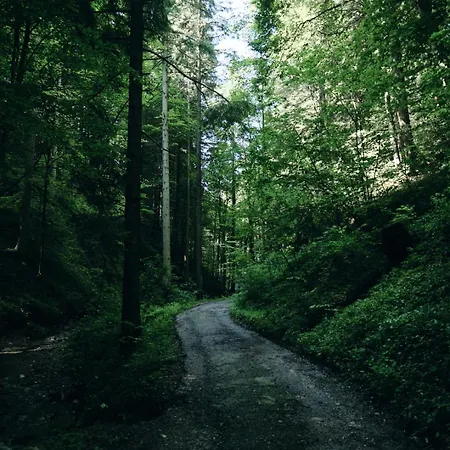 Waldschlucht-2