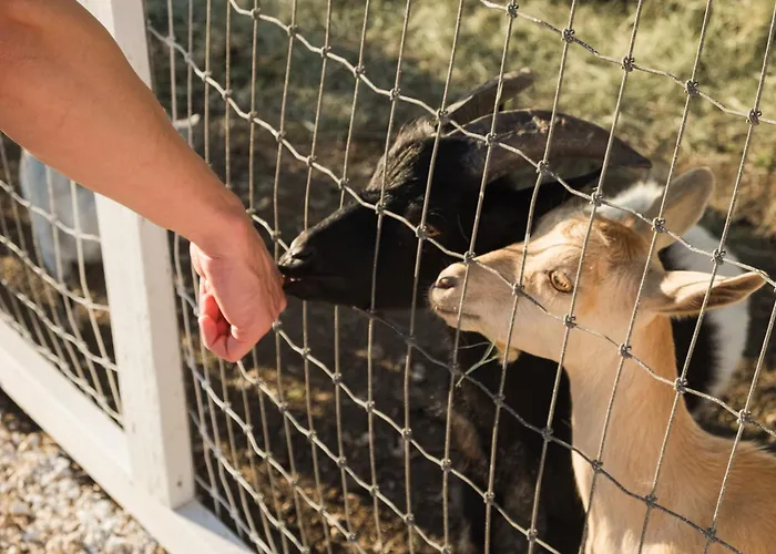 Farm Retreat With Jacuzzi, Fire Pit, Mini Goats, Mini Ponies And Mini Cows