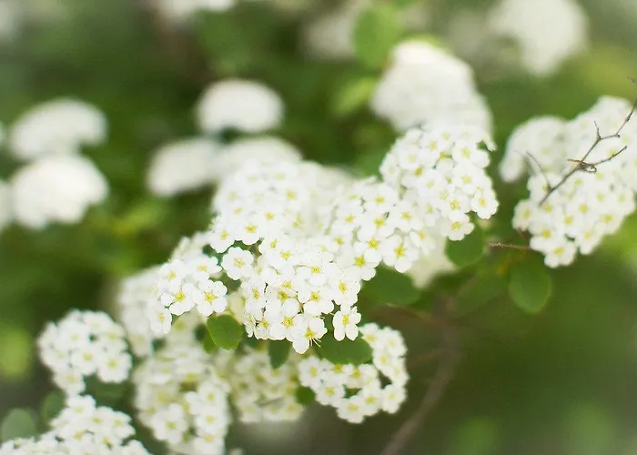 Historic White Blossom House